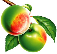 桃仁油 Peach kernel Oil