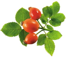 玫瑰籽油 玫瑰果油 Rosehip Oil