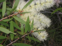 石楠叶白千层 澳洲茶树